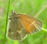 Coenonympha tullia - Common RInglet