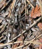 Hogna frondicola (?) - Forest Wolf Spider
