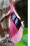 Smerinthus jamaicensis -  7821 - hind wing detail