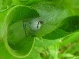 Pisaurina mira with egg case