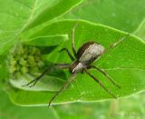 Nursery Web Spiders - Pisauridae