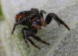 Phidippus borealis ? -- view 2