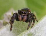 Phidippus borealis ? -- view 3