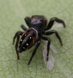 Phidippus with fly - view 2