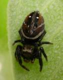 Phidippus clarus (?) - male - view 1