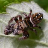 Phidippus clarus - female - with prey - view 2