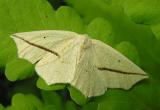 Tetracis crocallata - 6963 - Yellow Slant-line moth