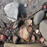 beach-stones-2-large.jpg