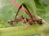 mantidflies-mating-1-large.jpg