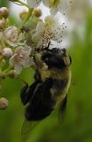 phymata with bee mimic