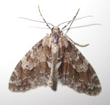 Cladara limitaria - 7637 - Mottled Gray Carpet Moth