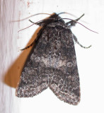 moth-23-05-08-1003.jpg