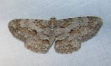 Iridopsis larvaria 6588 – Bent-line Gray