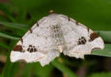 Macaria notata - 6330 - Birch Angle Wing