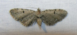 moth-04-06-2008-1.jpg