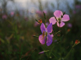 Waterside Wildflowers-3