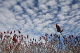 Winter Sumac Grove