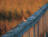 Winter Bluebirds