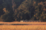 Autumn Marsh Grass