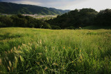 Spring Mountain Meadow