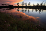 Waterside Wildflowers - 2