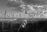 Sea Oats