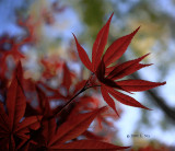 Crimson Maple Fragments