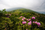Janes Bald Rhododendrons