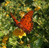 Gulf Fritillary in Autumn Field A