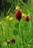 Red Clover 2