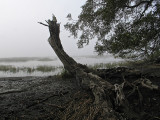 Live Oak Traces-2