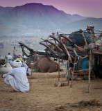 Camel Carts