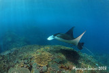 Manta Ray