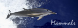 delfino nome sito.jpg