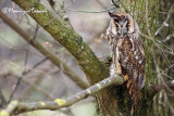 Long-eared Owl