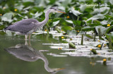 Grey heron