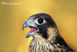 Young peregrine falcon close-up