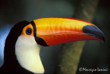 Toco toucan close-up