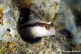 Long striped blenny