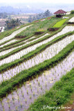 Rice-field