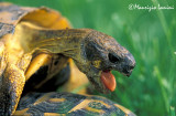 Tortoise mating : male close-up