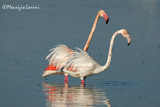 Greater flamingos