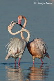 Greater flamingos