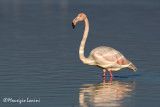 Greater flamingo