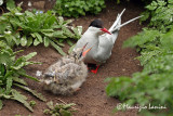 Sterna artica con pulcino , Artic tern and chick