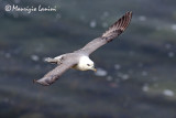 Fulmaro , Fulmar