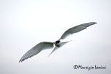 Sterna artica , Artic tern