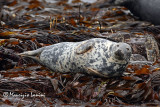 Foca grigia , Grey seal