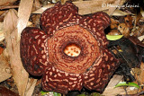 Rafflesia