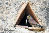 Gheppio maschio , Kestrel